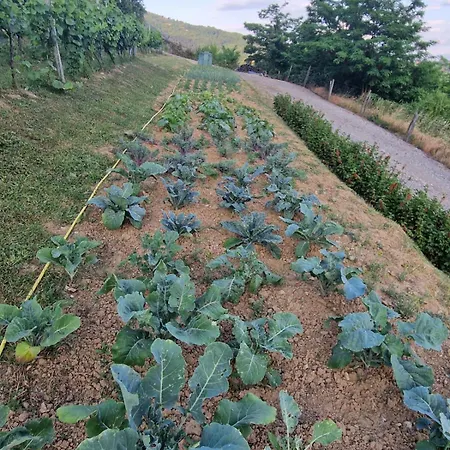 Hedona Vineyard Διαμέρισμα Σαράγεβο